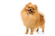 Photo en ligne au meilleur prix Spitz-dog in studio on a neutral background