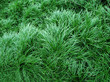 herbe