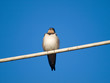 Swallow on a wire