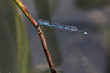 coenagrion