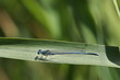 agrion