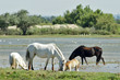 chevaux