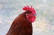 Red Rooster