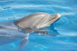 dauphin