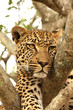Leopard in a tree