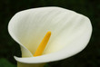 Flower White Calla Lily Closeup