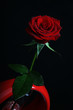 Rose with dew in vase