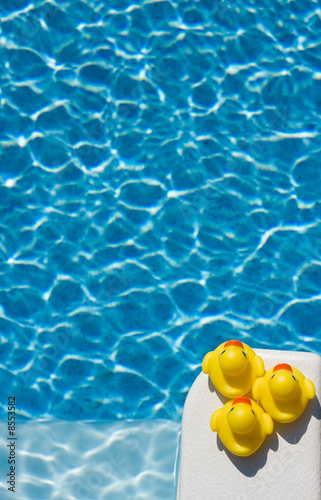 Photo: Summer Ducklings Summer Ducklings