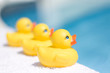 Photo: Toy Ducks Toy Ducks