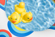 Photo: Swimming Ducks Swimming Ducks