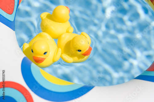 Photo: Swimming Ducks Swimming Ducks
