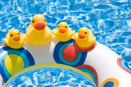 Photo: Ducks in Summer Ducks in Summer