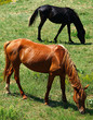 Two horses grazing