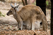 Känguru mit Baby