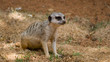 Erdmännchen