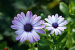 Daisy 2