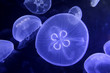 underwater image of jellyfishes