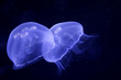 underwater image of jellyfishes