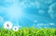 dandelion with sunlight