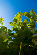 plante, végétation, feuilles, ciel, jardin