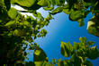 plante, végétation, feuilles, ciel, fruits, jardin, arboré