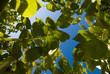 plante, végétation, feuilles, ciel, fruits, jardin,