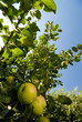 pommes,plante,