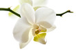 Weisse Orchidee Blüte