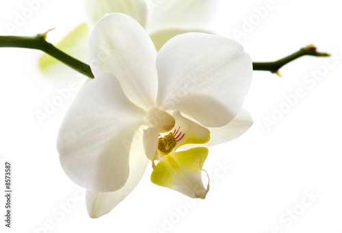 Photo: Weisse Orchidee Blüte Weisse Orchidee Blüte