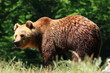 braunbär