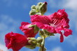 Rose trémière