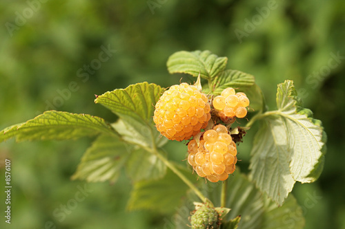 yellow raspberry yellow raspberry