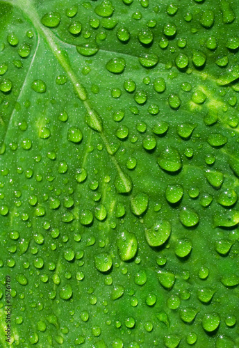 Water+droplets+on+leaf
