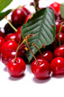 cerises