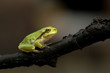 Baby Laubfrosch