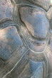 détail carapace de tortue géante des seychelles détail carapace de tortue géante des seychelles