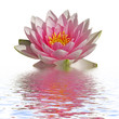 fleur de nénuphar fleur de nénuphar