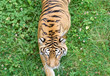 tigre