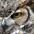 Great Horned Owl eye closeup Great Horned Owl eye closeup