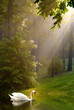 Swan and Streaming Sunshine on Foggy Morning Swan and Streaming Sunshine on Foggy Morning