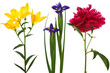 Beautiful fresh flowers Beautiful fresh flowers