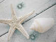 Blues sea shells