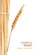 Wheat isolated on white with text