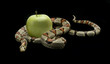 Temptation on Black