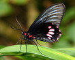 BUTTERFLY STANDING