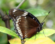 BLACK BUTTERFLY STANDING ON A LEAF