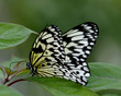 MONARCH BUTTERFLY