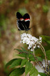 SMALL DELICATE BUTERFLY