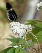 black butterfly
