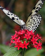 monarch butterfly on red flower